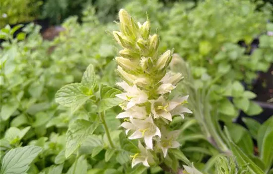 Campanula thyrsoides