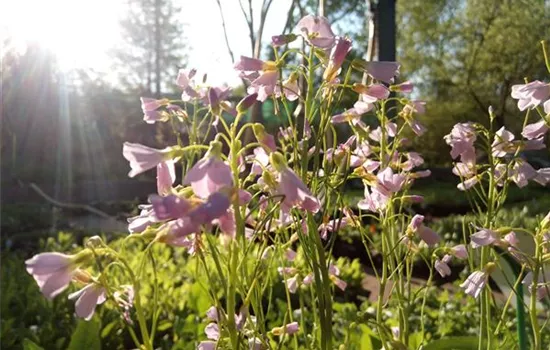 Cardamine pratensis