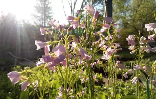 Cardamine pratensis