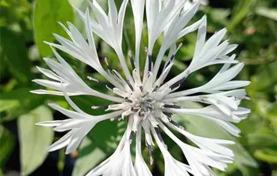Centaurea montana Alba