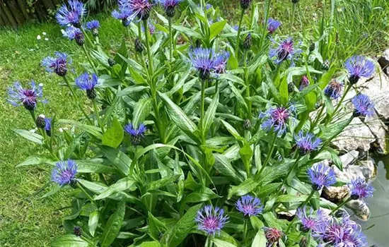 Centaurea montana