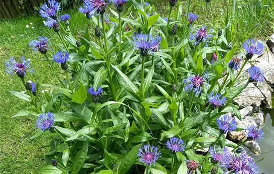 Centaurea montana
