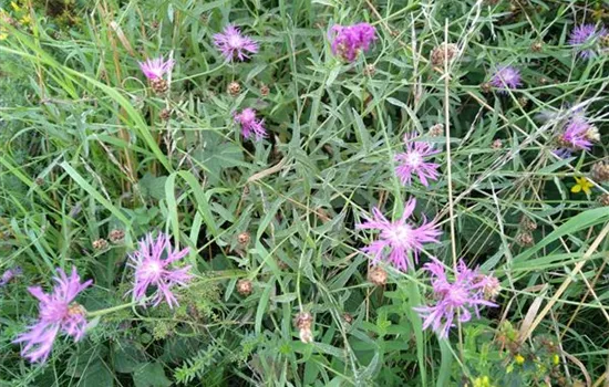 Centaurea scabiosa ssp.alpestris