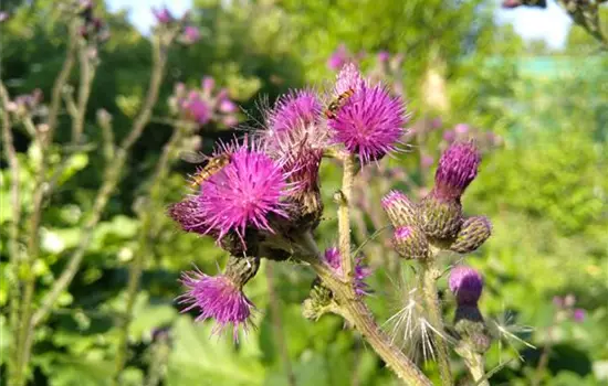 Cirsium palustre