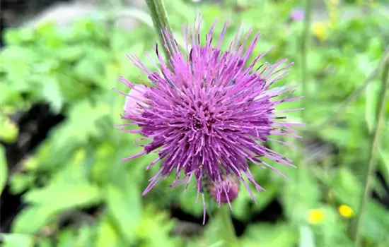 Cirsium rivulare