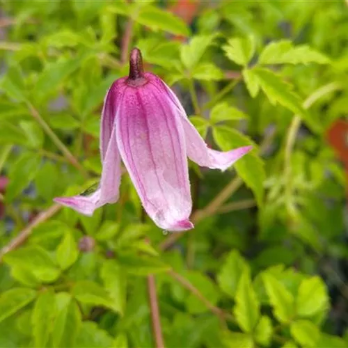 Clematis alpina Ruby* Clematis alpina Ruby*