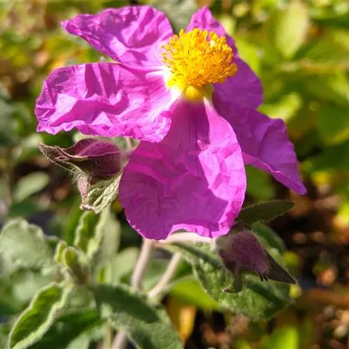 Cistus incanus ssp.tauricus Cistus incanus ssp.tauricus