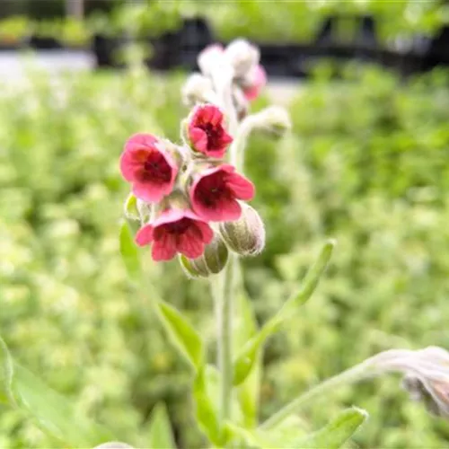 Cynoglossum officinale