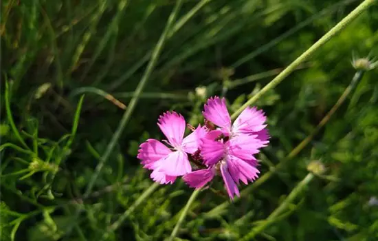 Dianthus carthusianorum