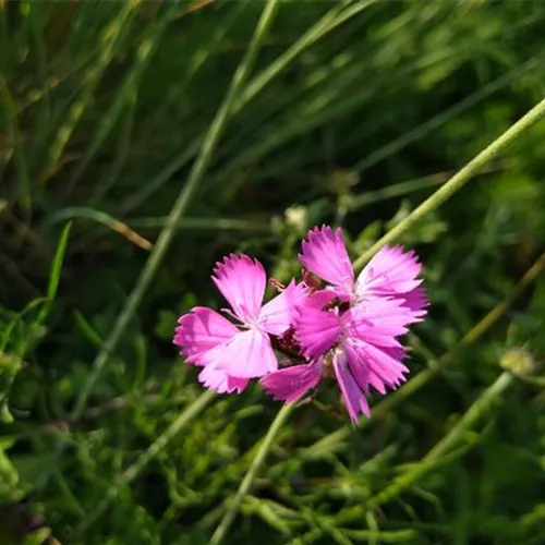 Dianthus carthusianorum DA