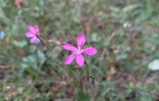 Dianthus deltoides