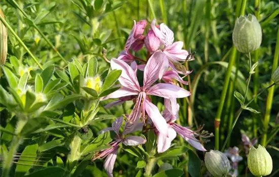 Dictamnus albus