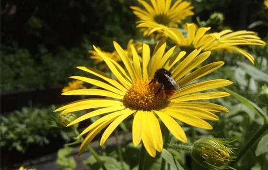 Doronicum pardalianches
