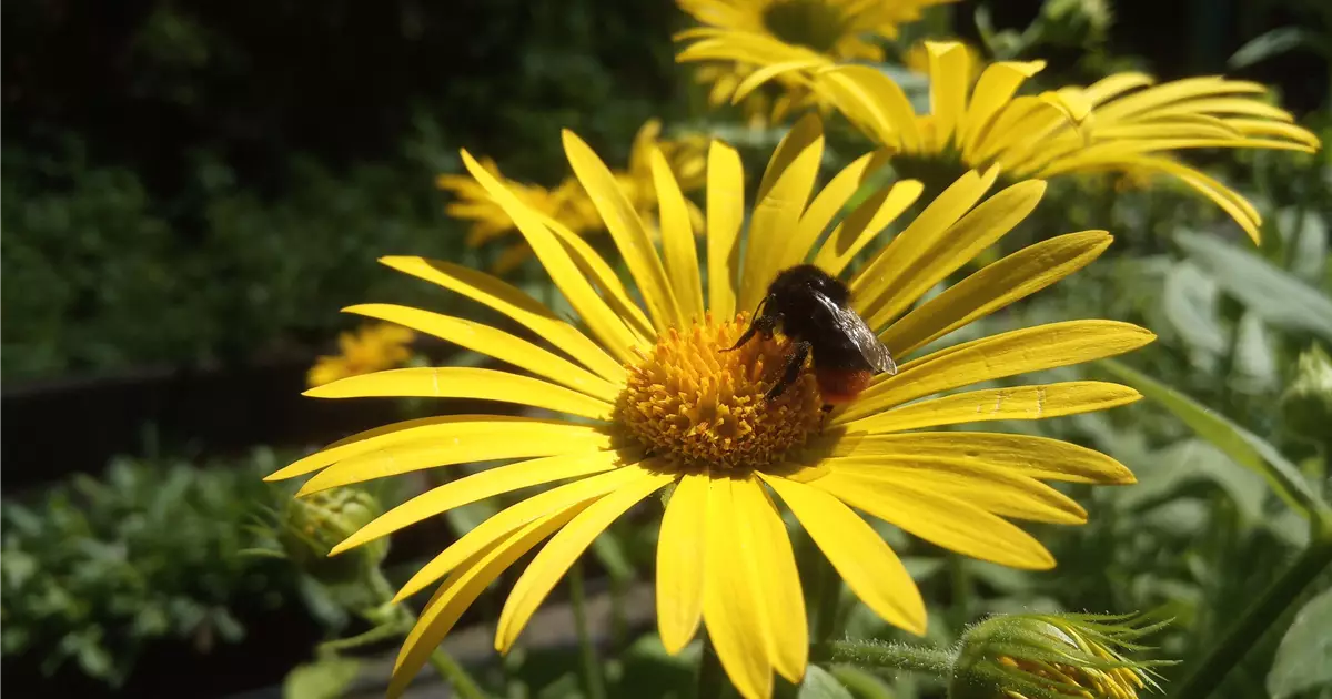 Doronicum pardalianches