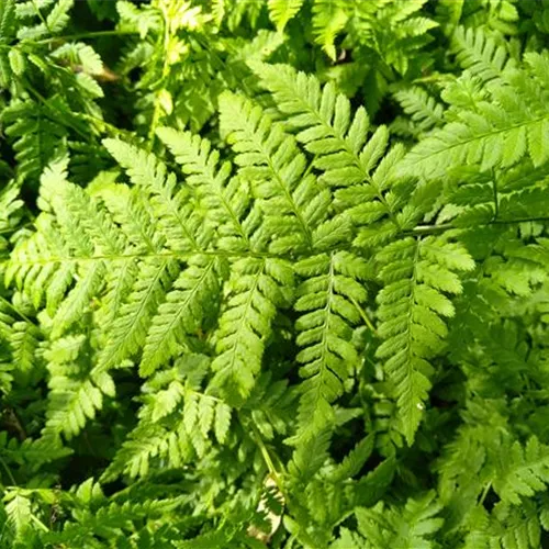 Dryopteris carthusiana