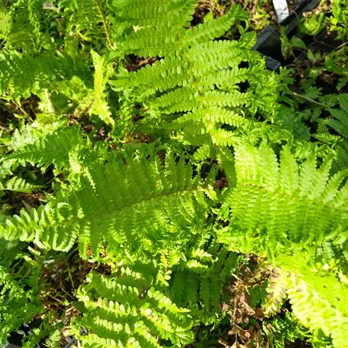 Dryopteris cristata