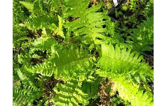Dryopteris cristata Dryopteris cristata