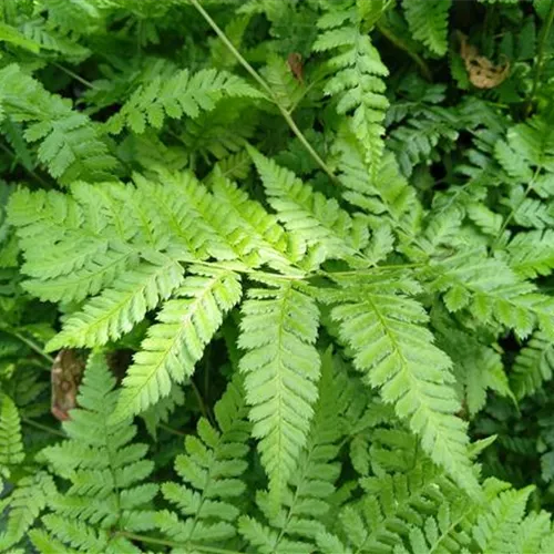 Dryopteris dilatata (austriaca)