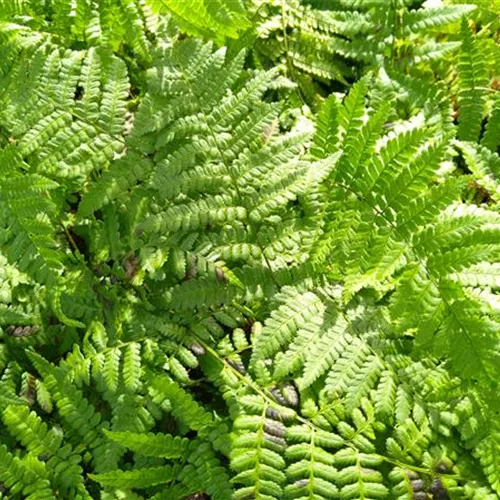 Dryopteris remota
