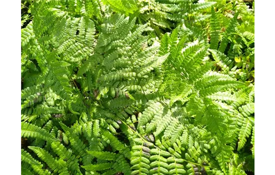 Dryopteris remota Dryopteris remota