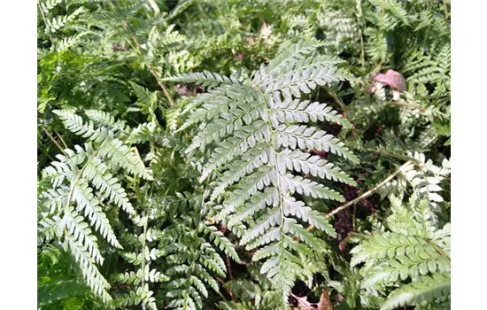 Polystichum braunii Polystichum braunii