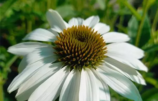 Echinacea purpurea Alba