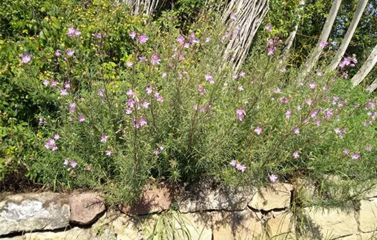 Epilobium dodonaei Epilobium dodonaei