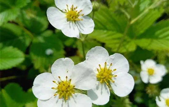Fragaria vesca