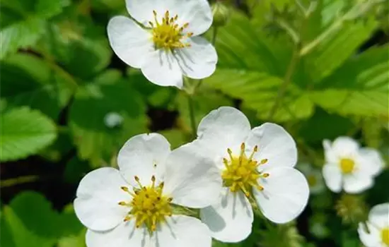 Fragaria vesca
