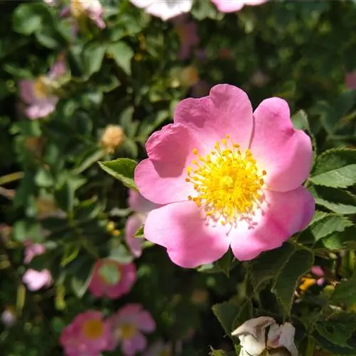 Rosa canina°