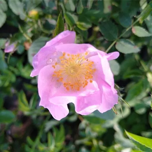 Rosa dumalis (vosagiaca)°