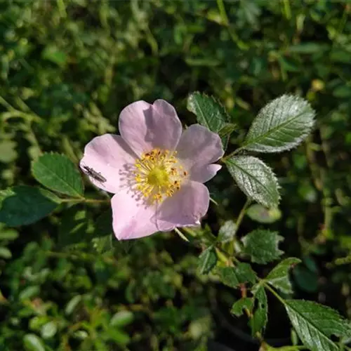 Rosa elliptica°