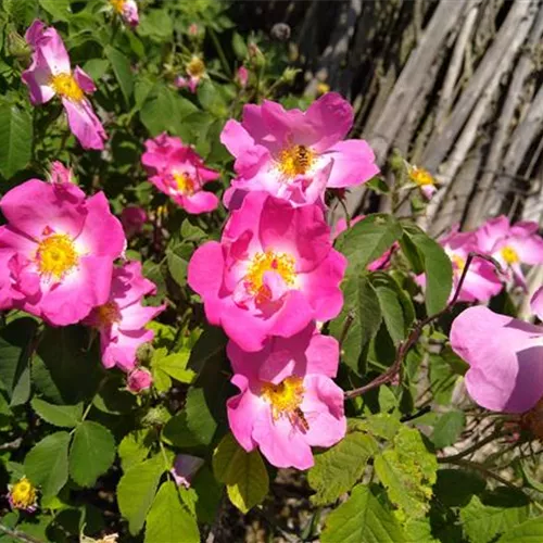 Rosa gallica Rosa gallica