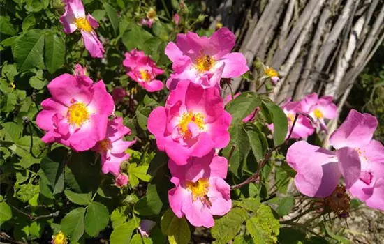 Rosa gallica
