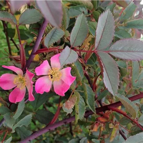 Rosa glauca (rubrifolia)