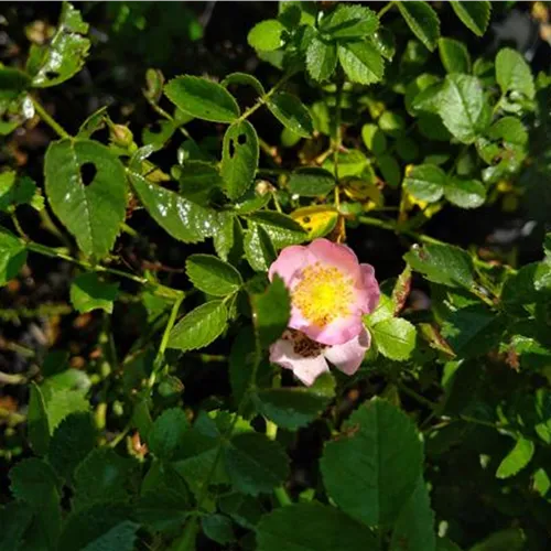Rosa jundzillii (marginata)