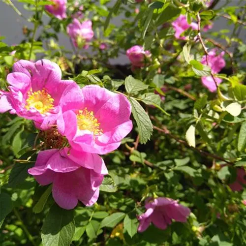 Rosa majalis° Rosa majalis°