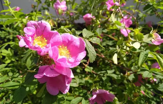 Rosa majalis