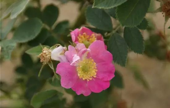 Rosa mollis