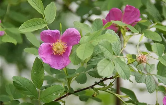 Rosa pendulina