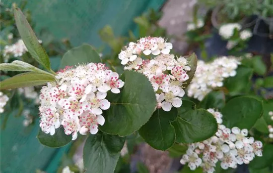 Aronia prunifolia Viking Aronia prunifolia Viking