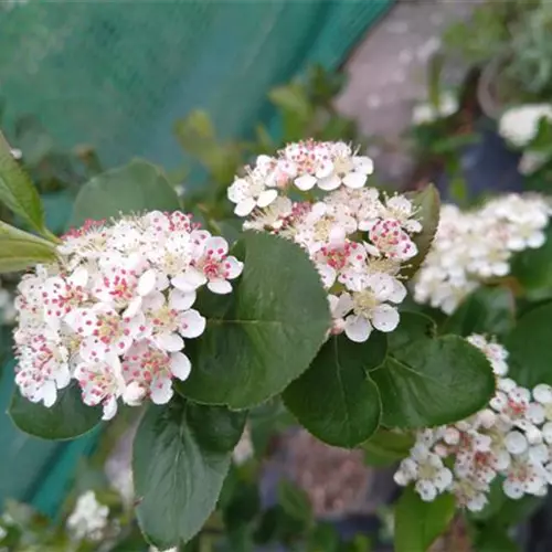 Aronia prunifolia Viking