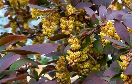 Berberis vulgaris Atropurpurea