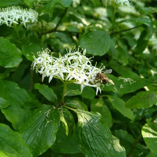 Cornus sanguinea° Cornus sanguinea°