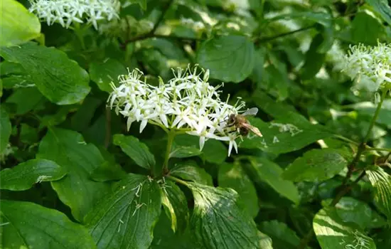 Cornus sanguinea
