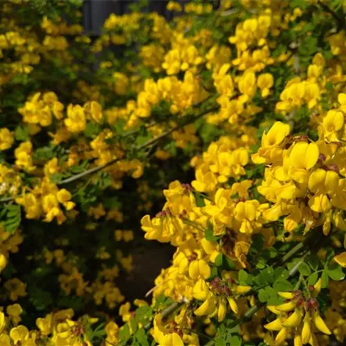 Coronilla (Hippocrepis) emerus