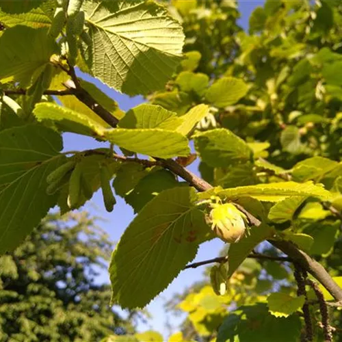 Corylus avellana° Corylus avellana°