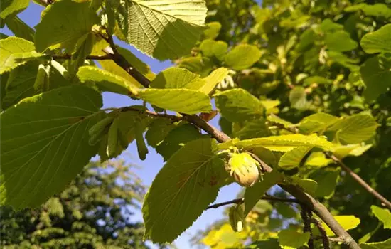 Corylus avellana