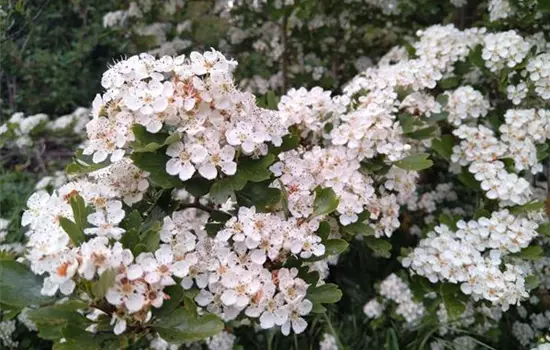 Crataegus laevigata