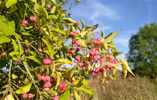 Euonymus europaeus